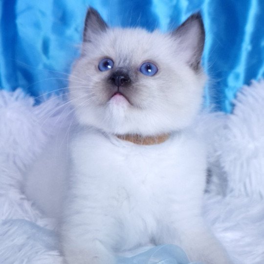 chaton Ragdoll seal point mitted Asgard Chatterie de la Griffe des Sage