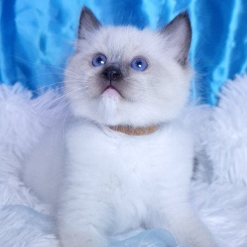 chaton Ragdoll seal point mitted Asgard Chatterie de la Griffe des Sage chaton Ragdoll seal point mitted Asgard Chatterie de la Griffe des Sage