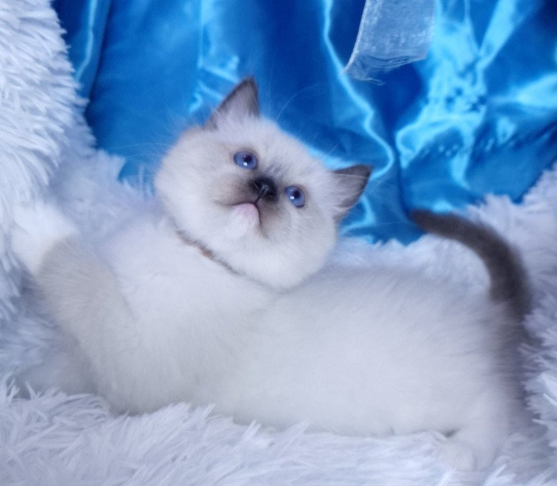 Asgard Mâle Ragdoll