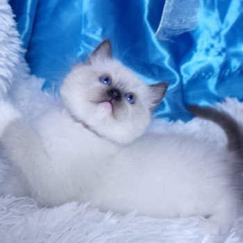 chaton Ragdoll seal point mitted Asgard Chatterie de la Griffe des Sage chaton Ragdoll seal point mitted Asgard Chatterie de la Griffe des Sage