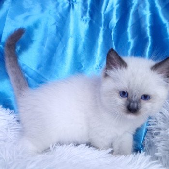chaton Ragdoll seal point mitted Asgard Chatterie de la Griffe des Sage chaton Ragdoll seal point mitted Asgard Chatterie de la Griffe des Sage