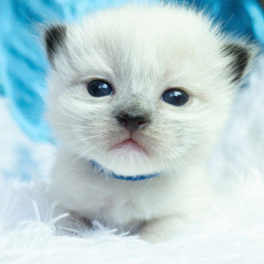 chaton Ragdoll Chatterie de la Griffe des Sage