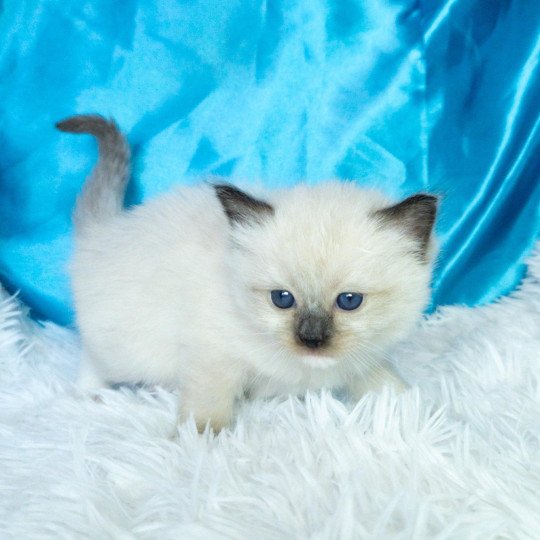 chaton Ragdoll seal point mitted Arya Chatterie de la Griffe des Sage