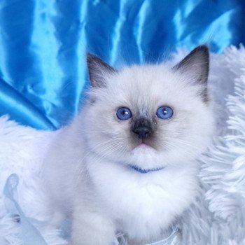 chaton Ragdoll seal point mitted Arya Chatterie de la Griffe des Sage chaton Ragdoll seal point mitted Arya Chatterie de la Griffe des Sage