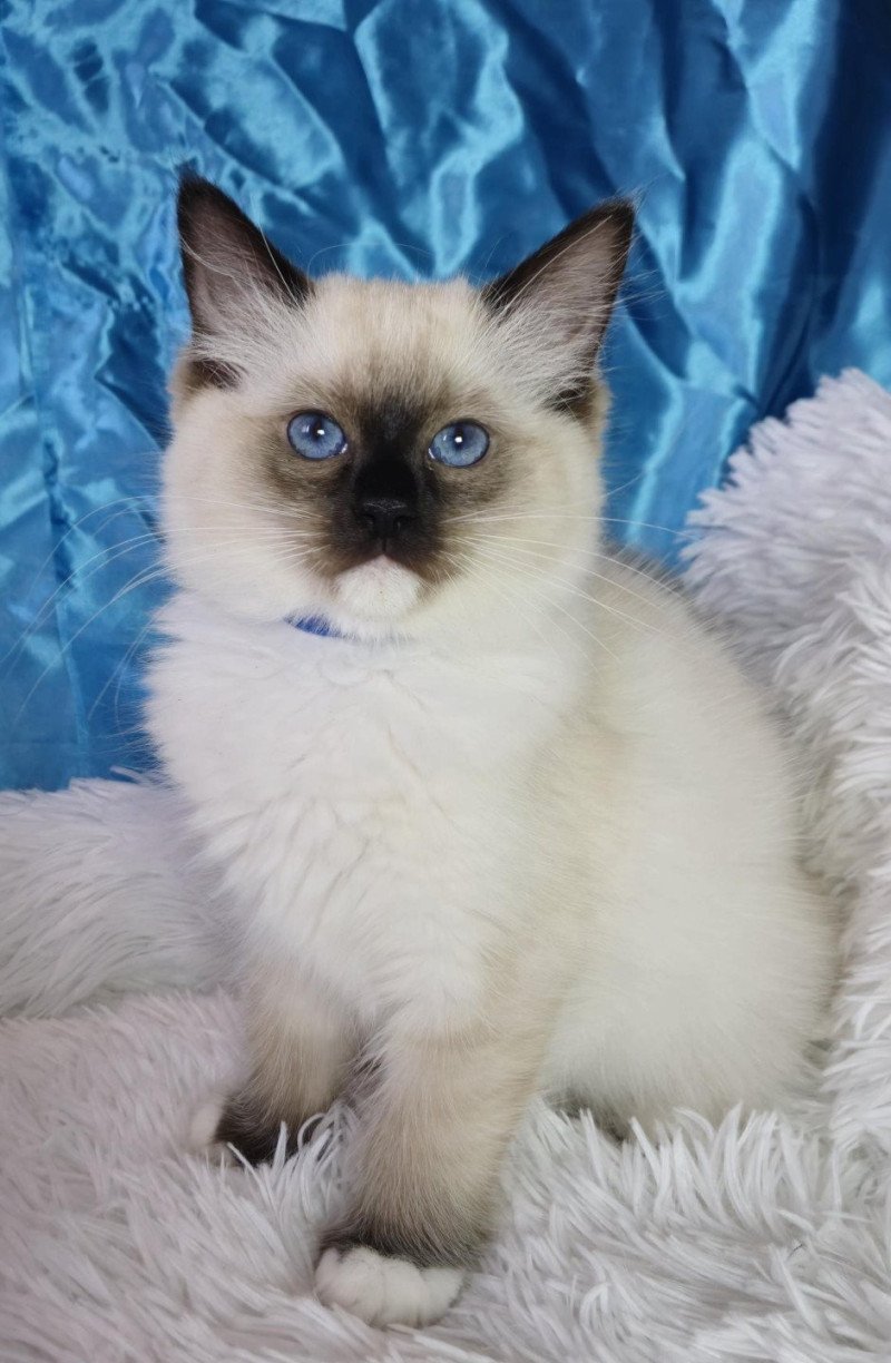 Arya Femelle Ragdoll