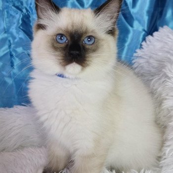 chaton Ragdoll seal point mitted Arya Chatterie de la Griffe des Sage chaton Ragdoll seal point mitted Arya Chatterie de la Griffe des Sage
