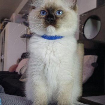 chaton Ragdoll seal point mitted Arya Chatterie de la Griffe des Sage chaton Ragdoll seal point mitted Arya Chatterie de la Griffe des Sage
