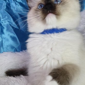 chaton Ragdoll seal point mitted Arya Chatterie de la Griffe des Sage chaton Ragdoll seal point mitted Arya Chatterie de la Griffe des Sage