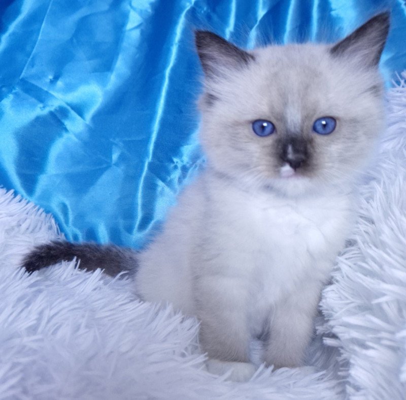 Argos Mâle Ragdoll