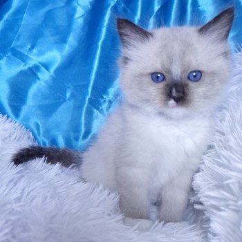 chaton Ragdoll seal point mitted Argos Chatterie de la Griffe des Sage chaton Ragdoll seal point mitted Argos Chatterie de la Griffe des Sage
