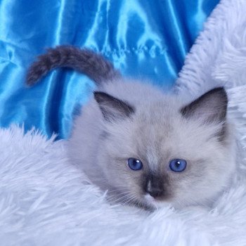 chaton Ragdoll seal point mitted Argos Chatterie de la Griffe des Sage chaton Ragdoll seal point mitted Argos Chatterie de la Griffe des Sage