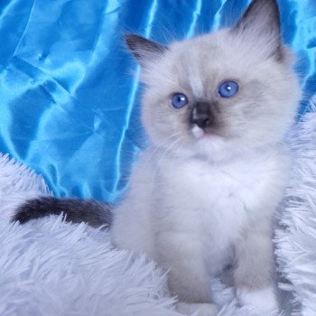 chaton Ragdoll seal point mitted Argos Chatterie de la Griffe des Sage chaton Ragdoll seal point mitted Argos Chatterie de la Griffe des Sage