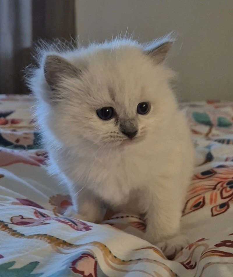 Artémis Femelle Ragdoll