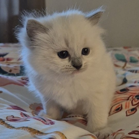 Artémis Femelle Ragdoll