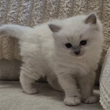 chaton Ragdoll blue mitted Artémis Chatterie de la Griffe des Sage