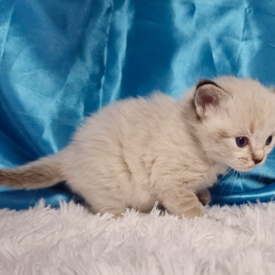 chaton Ragdoll brown tabby Atlas Chatterie de la Griffe des Sage