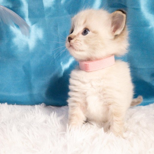 chaton Ragdoll seal tabby point Atlas Chatterie de la Griffe des Sage