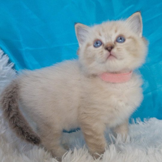 chaton Ragdoll seal tabby point Atlas Chatterie de la Griffe des Sage