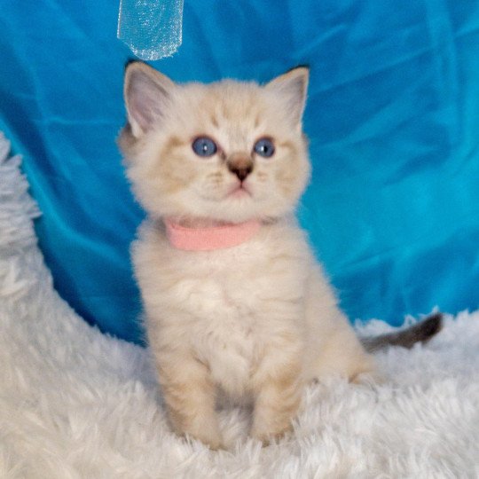 chaton Ragdoll seal tabby point Atlas Chatterie de la Griffe des Sage