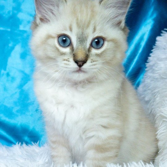 chaton Ragdoll seal tabby point Atlas Chatterie de la Griffe des Sage
