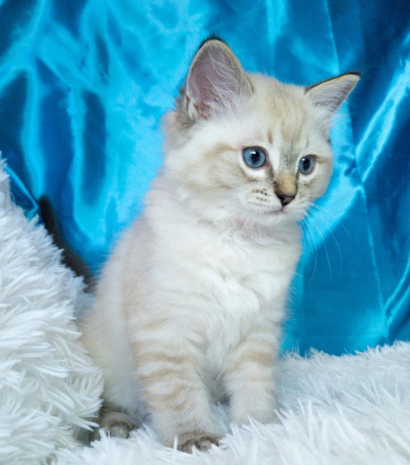 Atlas Mâle Ragdoll