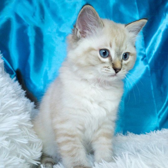 Atlas Mâle Ragdoll