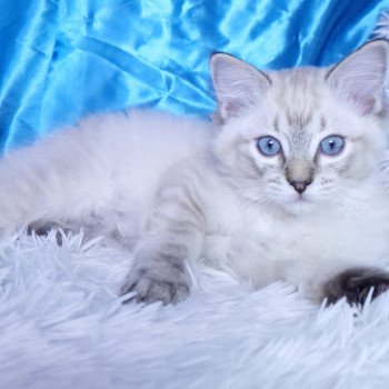 chaton Ragdoll seal tabby point Atlas Chatterie de la Griffe des Sage chaton Ragdoll seal tabby point Atlas Chatterie de la Griffe des Sage