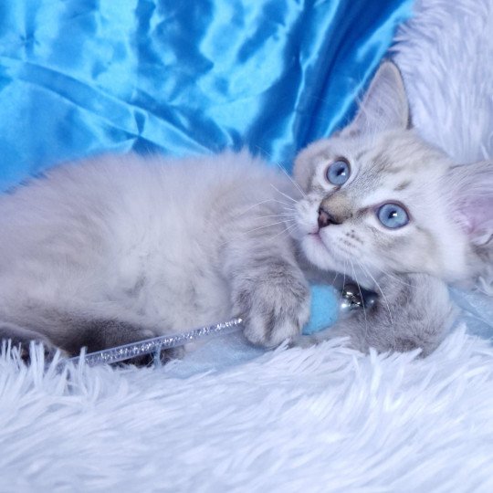 chaton Ragdoll seal tabby point Atlas Chatterie de la Griffe des Sage