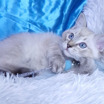 chaton Ragdoll seal tabby point Atlas Chatterie de la Griffe des Sage chaton Ragdoll seal tabby point Atlas Chatterie de la Griffe des Sage