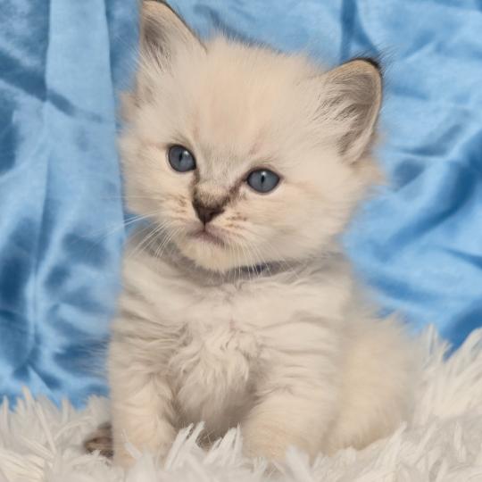 chaton Ragdoll Baldur Chatterie de la Griffe des Sage