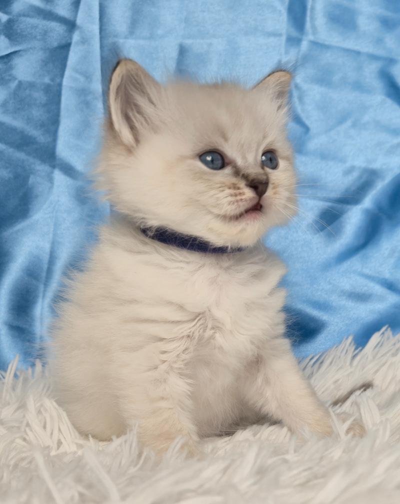 Baldur Mâle Ragdoll