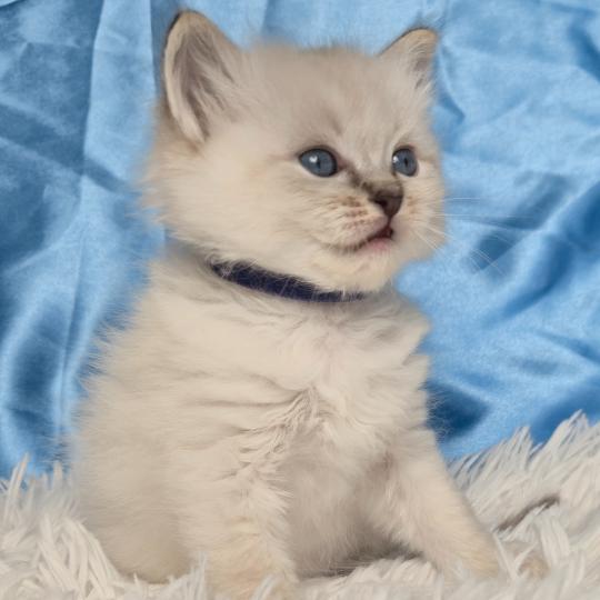 chaton Ragdoll Baldur Chatterie de la Griffe des Sage
