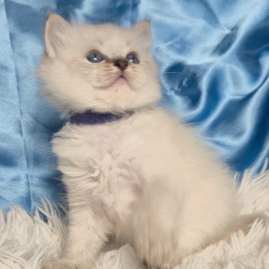 chaton Ragdoll Baldur Chatterie de la Griffe des Sage