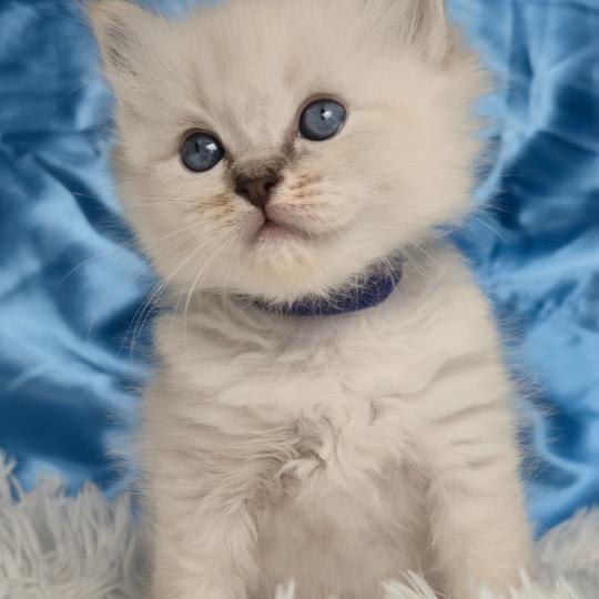 chaton Ragdoll Baldur Chatterie de la Griffe des Sage