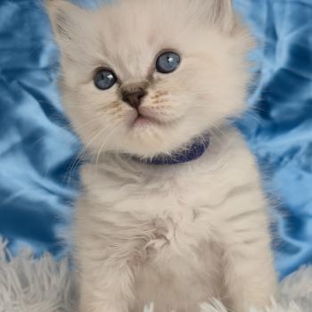 chaton Ragdoll Baldur Chatterie de la Griffe des Sage