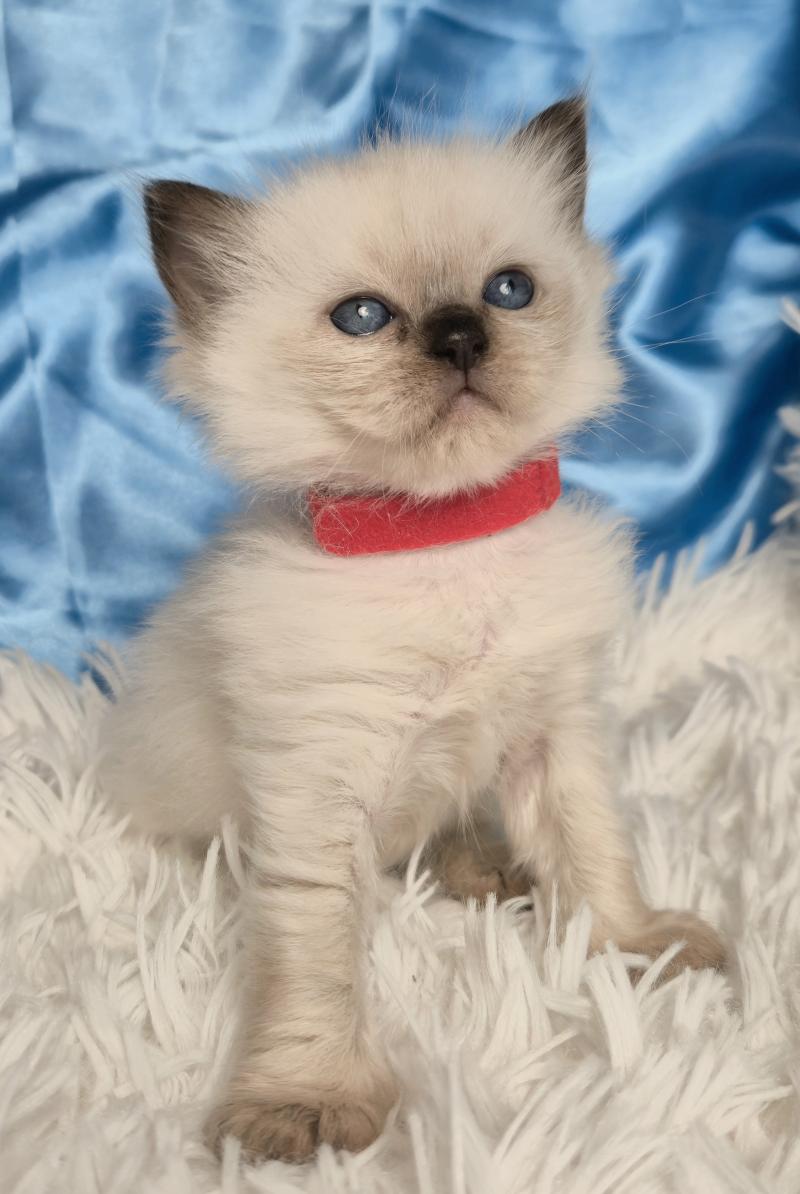 Balrog Femelle Ragdoll