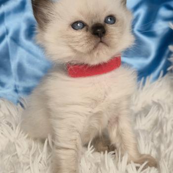chaton Ragdoll Balrog Chatterie de la Griffe des Sage