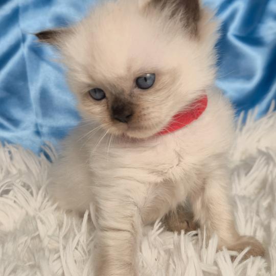 chaton Ragdoll Balrog Chatterie de la Griffe des Sage