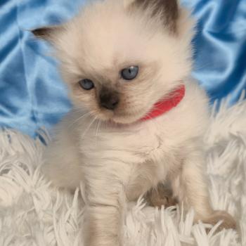chaton Ragdoll Balrog Chatterie de la Griffe des Sage
