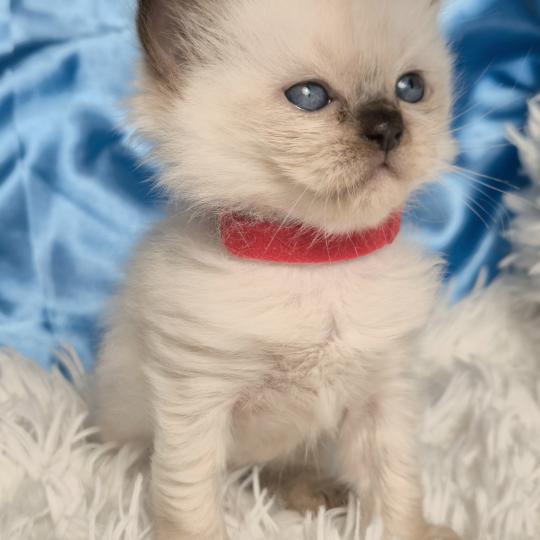 chaton Ragdoll Balrog Chatterie de la Griffe des Sage