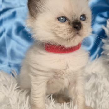 chaton Ragdoll Balrog Chatterie de la Griffe des Sage
