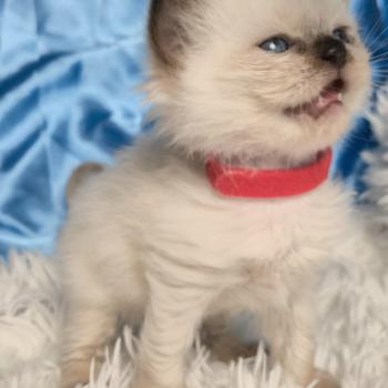 chaton Ragdoll Balrog Chatterie de la Griffe des Sage