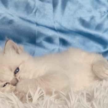 chaton Ragdoll Bastet Chatterie de la Griffe des Sage