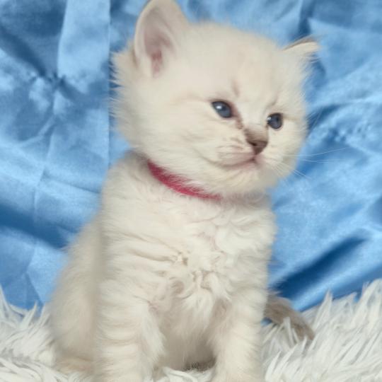 chaton Ragdoll Bastet Chatterie de la Griffe des Sage