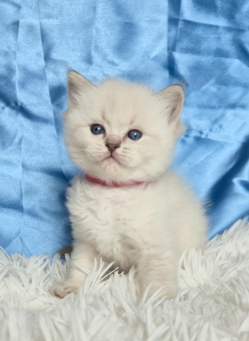 Bastet Femelle Ragdoll