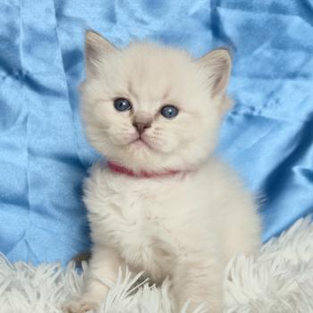 chaton Ragdoll Bastet Chatterie de la Griffe des Sage