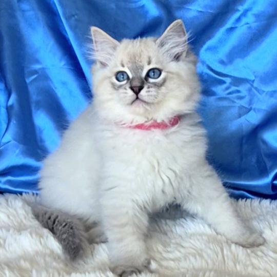 chaton Ragdoll blue tabby point Bastet Chatterie de la Griffe des Sage