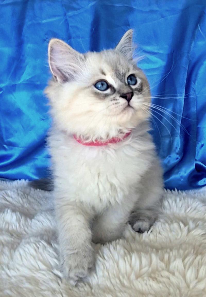 Bastet Femelle Ragdoll