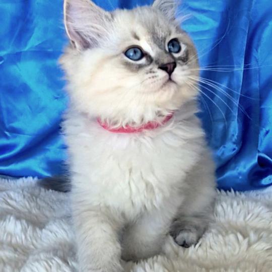 chaton Ragdoll blue tabby point Bastet Chatterie de la Griffe des Sage