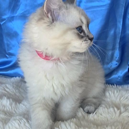 chaton Ragdoll blue tabby point Bastet Chatterie de la Griffe des Sage